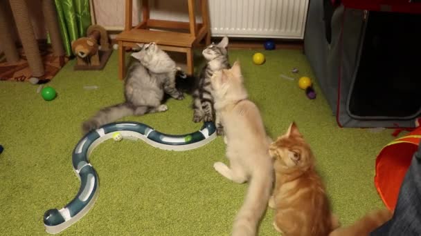 Un hombre jugando un teaser de juguete con Maine Coon gatitos. Maine Coon Cattery — Vídeos de Stock