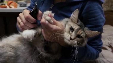 Kotu Maine Rakunu tırnak makası ile tırmalanır. Maine Rakun Kedisi Tımarlayan Kadın