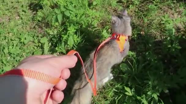 Een man leidt een Maine Coon kat aan een riem in een harnas in de tuin — Stockvideo