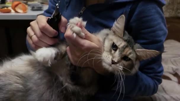 Kotu Maine Coon está arañado con un cortaúñas. Mujer arreglando un Maine Coon gato — Vídeos de Stock