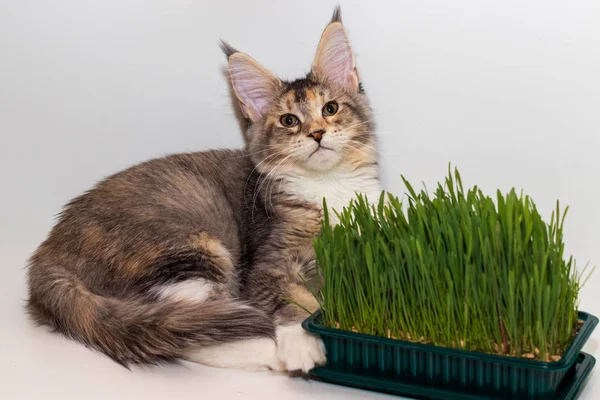 Maine gattino bozzolo su sfondo bianco vicino erba verde — Foto Stock
