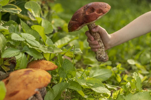Een klein meisje plukte een grote aspen paddenstoel in het groene gras. In een klein kind hand paddestoel Leccinum aurantiacum — Stockfoto