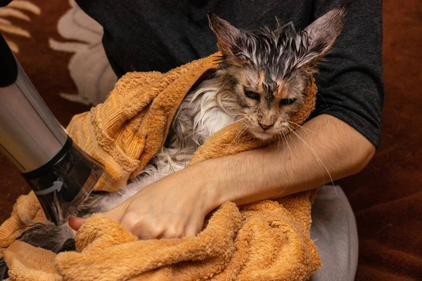 Nasse Katze Maine Coon in einem trockenen Handtuch trockener Haartrockner. — Stockfoto