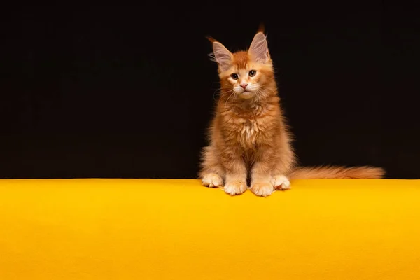 Maine Coon gattino ha 2,5 mesi. Gattino su sfondo nero e giallo — Foto Stock