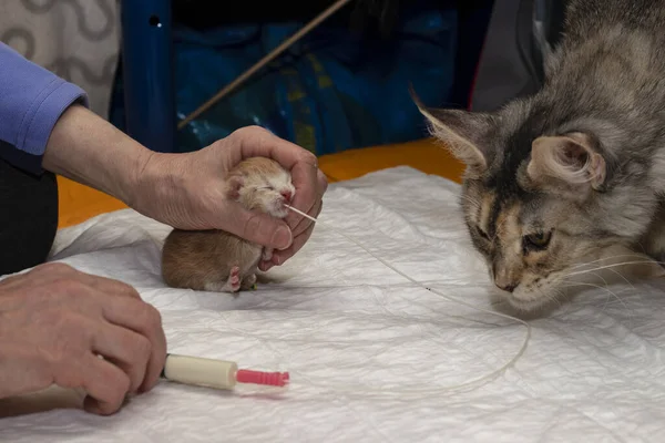 Artificial feeding of a newborn kitten with gastric tube. Safe way to first feed