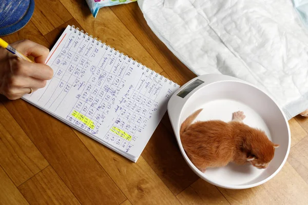 Mengukur berat anak kucing buta yang baru lahir pada skala elektronik — Stok Foto