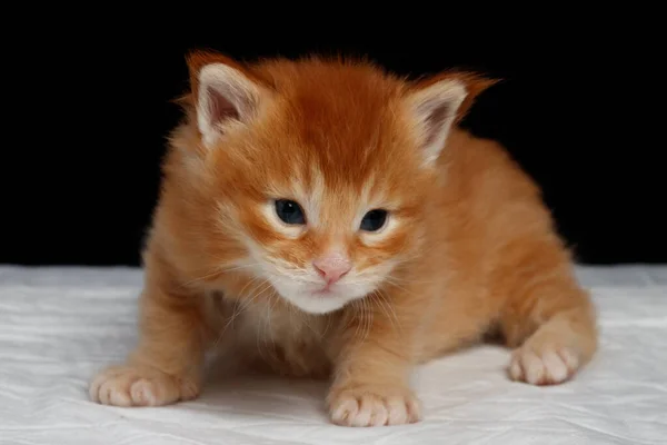 Maine Coon gatinho 2,5 semanas. Bebê bonito em um fundo preto e uma fralda branca — Fotografia de Stock