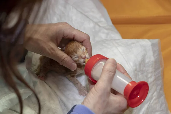 Künstliche Fütterung eines neugeborenen Maine Coon Kätzchens — Stockfoto