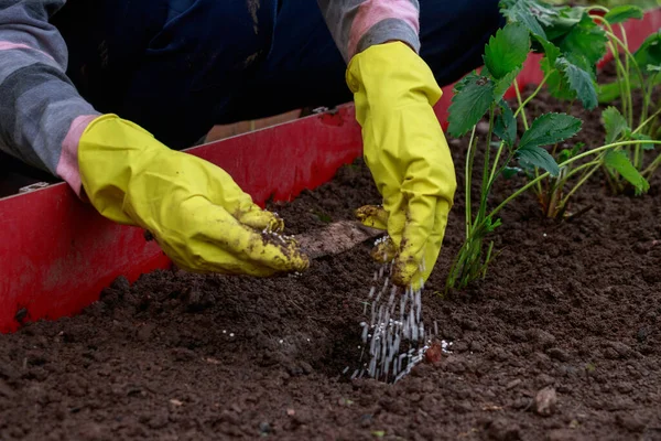 庭師は白い顆粒化学肥料土壌をもたらします。イチゴの植え — ストック写真