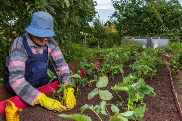 Der Bauer verdichtet den Boden. Gärtnerin pflanzt Erdbeer-Schnurrbart — Stockfoto