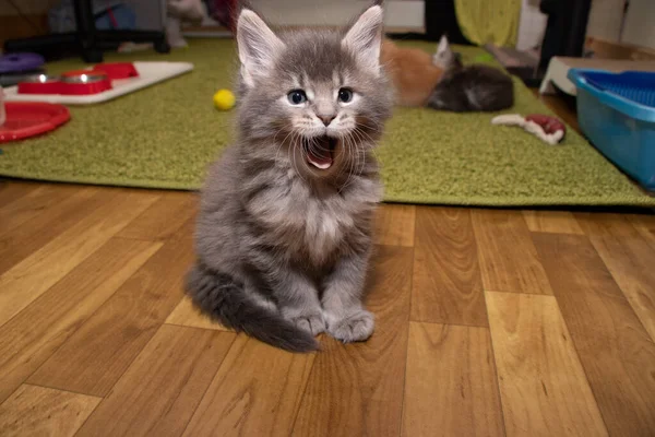 Maine Coon kitten yawns funny — Stock Photo, Image