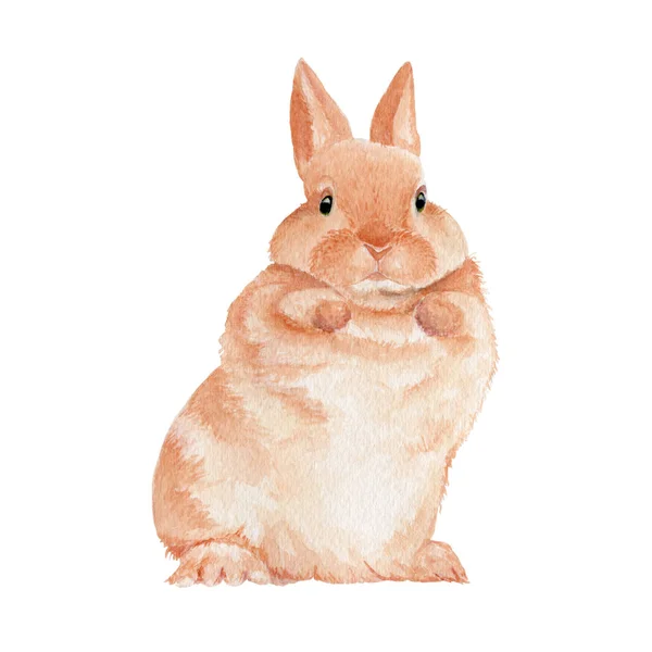 Bunny Acuarela Pintura Aislada Acuarela Pintada Mano Lindo Animal Ilustraciones — Foto de Stock
