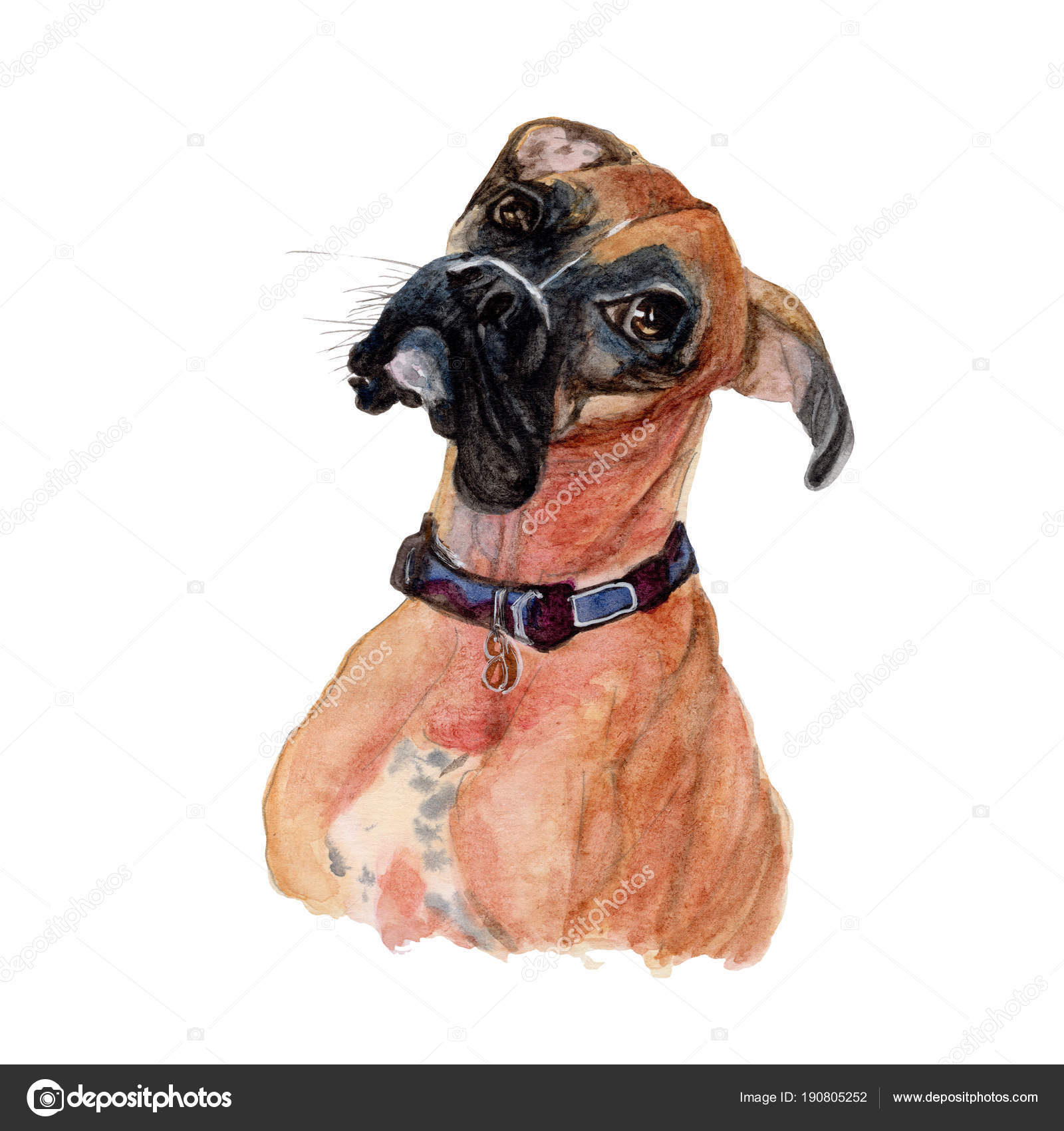 watercolor boxer dog