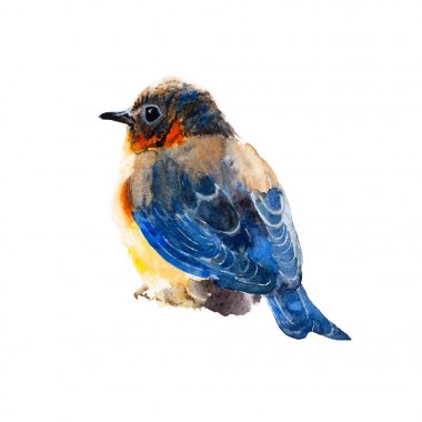 Kuş suluboya resim izole. Sevimli hayvan çizimler suluboya el boyalı.