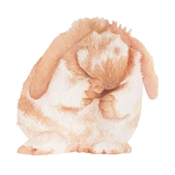Bunny Watercolor Pintura Isolada Aquarela Pintado Mão Bonito Animal Ilustrações — Fotografia de Stock