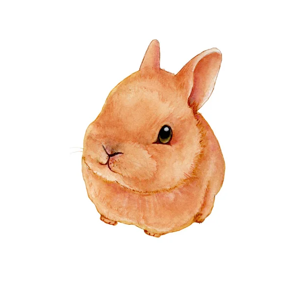 Bunny Aquarel Geïsoleerd Aquarel Handgeschilderde Schattige Dieren Illustraties — Stockfoto