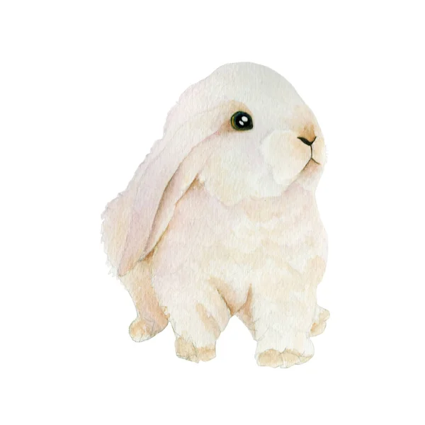 Bunny Watercolor Pintura Isolada Aquarela Pintado Mão Bonito Animal Ilustrações — Fotografia de Stock