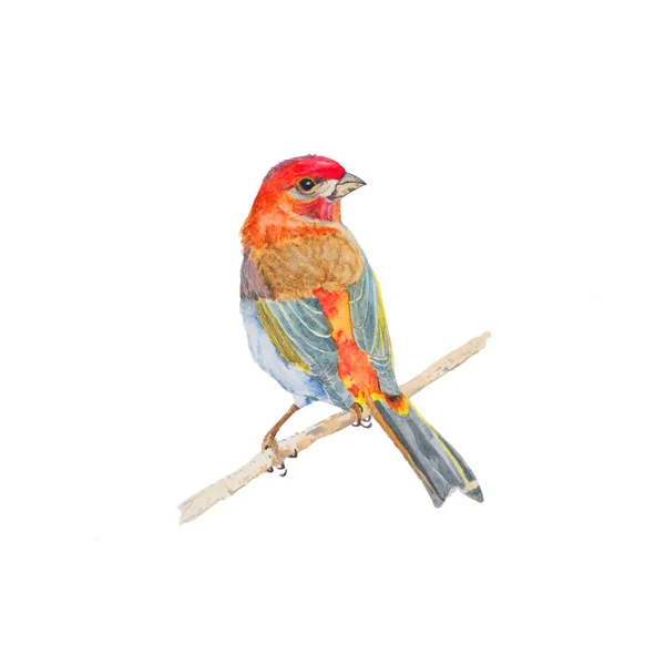 Bird Watercolor Painting Isolated Watercolor Hand Painted Cute Animal Illustrations — Stock Photo, Image