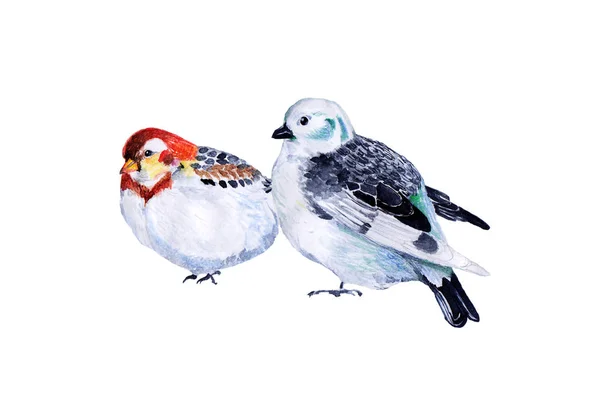 Bird Watercolor Painting Isolated Watercolor Hand Painted Cute Animal Illustrations — Stock Photo, Image