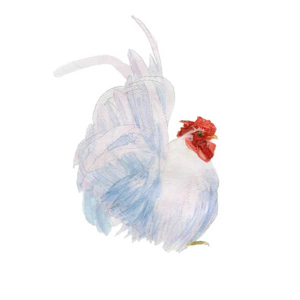 Pollo Pintura Acuarela Aislada Acuarela Pintada Mano Lindo Animal Ilustraciones — Foto de Stock