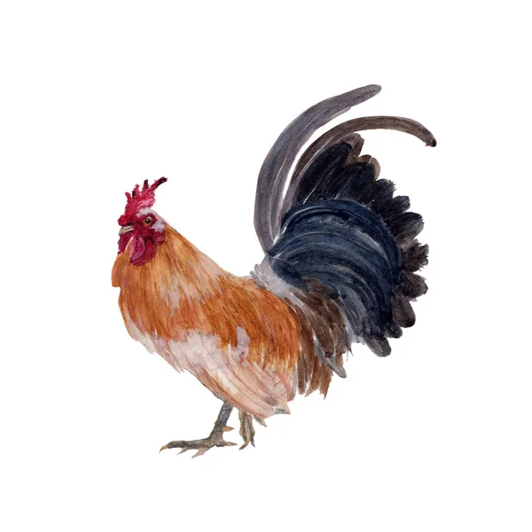 Kurczak Białym Tle Akwarela Malarstwo Akwarela Ręcznie Malowane Ilustracje Zwierzę — Zdjęcie stockowe