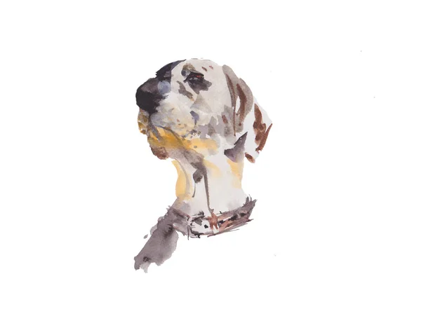 Dalmatiner Hund Aquarellmalerei Isoliert Aquarell Handgemalte Niedliche Tierillustrationen — Stockfoto