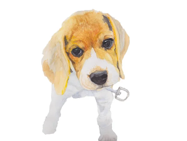 Beagle Σκυλί Ακουαρέλα Ζωγραφική Απομονωμένη Ακουαρέλα Χειροποίητη Χαριτωμένο Απεικονίσεις Ζώων — Φωτογραφία Αρχείου