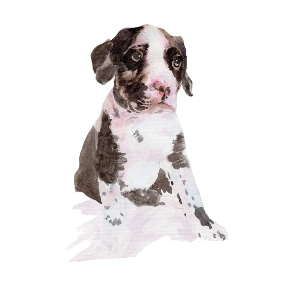 Δανέζικος Σκύλος Ακουαρέλα Ζωγραφική Απομονωμένη Ακουαρέλα Χειροποίητη Χαριτωμένο Απεικονίσεις Ζώων — Φωτογραφία Αρχείου