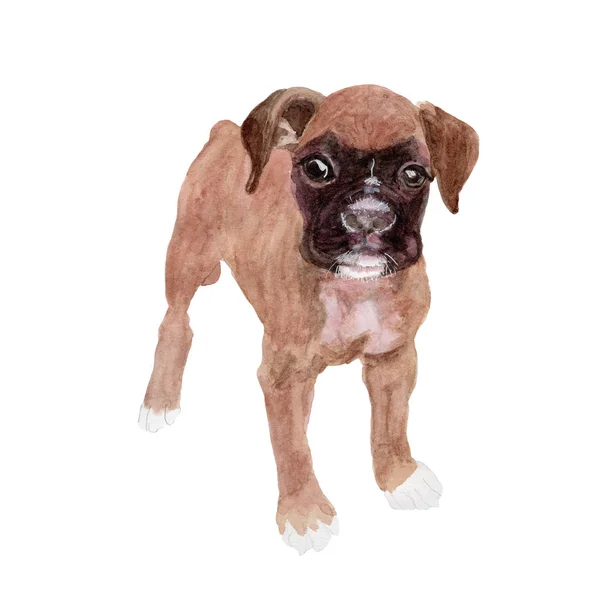 Boxerhund Aquarellmalerei Isoliert Aquarell Handgemalte Niedliche Tierillustrationen — Stockfoto