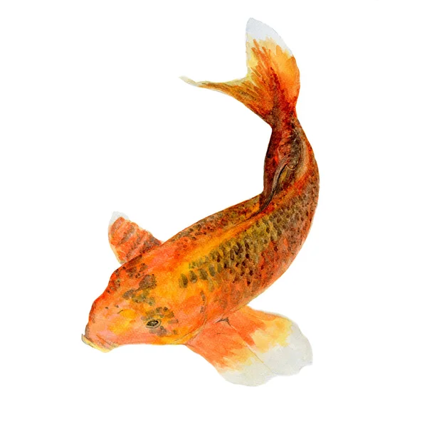 Koi Fish Carp Pintura Acuarela Aislada Acuarela Pintada Mano Lindo — Foto de Stock