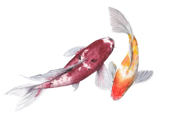 Lukisan Koi Fish Carp Watercolor Terisolasi Warna Tangan Air Melukis — Stok Foto