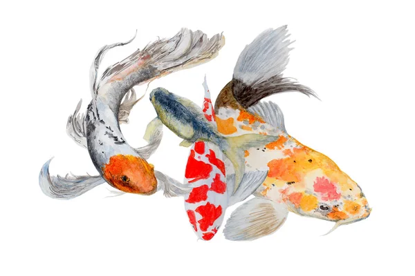 Koi Fish Carp Pintura Acuarela Aislada Acuarela Pintada Mano Lindo — Foto de Stock