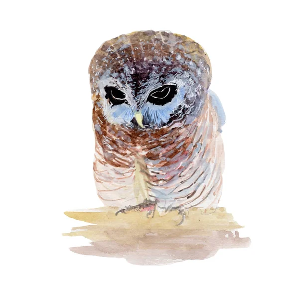 Owl Malarstwo Akwarela Białym Tle Akwarela Ręcznie Malowane Ilustracje Zwierzę — Zdjęcie stockowe