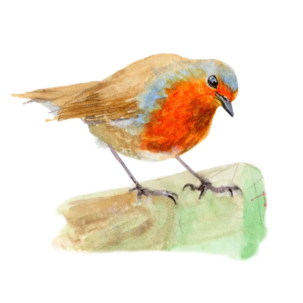 Robin Ptak Akwarela Malarstwo Białym Tle Akwarela Ręcznie Malowane Ilustracje — Zdjęcie stockowe