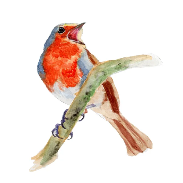 Robin Bird Aquarela Pintura Isolada Aquarela Pintado Mão Bonito Animal — Fotografia de Stock
