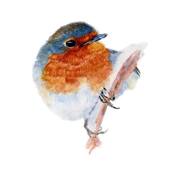 Robin Bird Watercolor painting isolated. Watercolor hand painted cute animal illustrations.