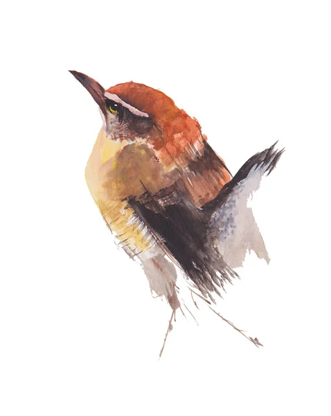 Malarstwo Akwarela Ptak Wróbel Białym Tle Akwarela Ręcznie Malowane Ilustracje — Zdjęcie stockowe