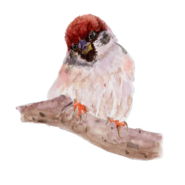 Malarstwo Akwarela Ptak Wróbel Białym Tle Akwarela Ręcznie Malowane Ilustracje — Zdjęcie stockowe