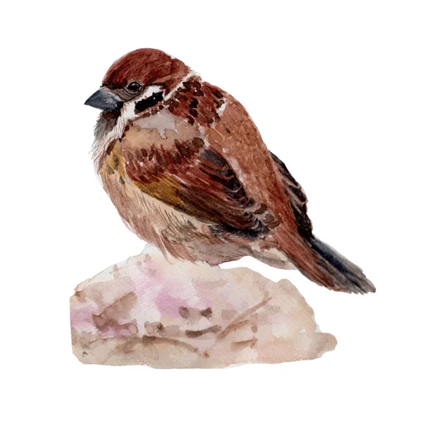 Sparrow Bird Watercolor Pintura Isolada Aquarela Pintado Mão Bonito Animal — Fotografia de Stock