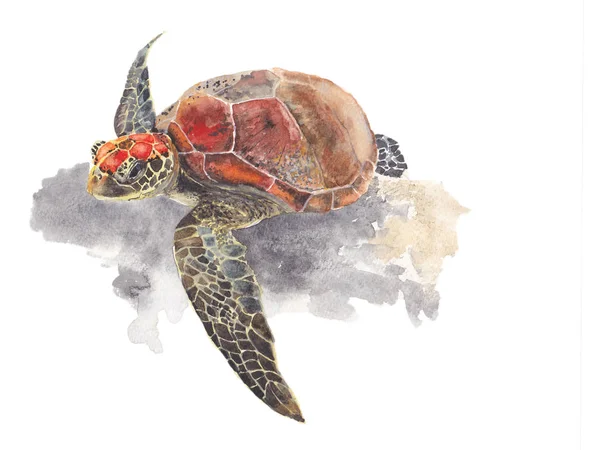 Sea Turtle Watercolor Painting Isolated Watercolor Hand Painted Cute Animal — Stock Photo, Image