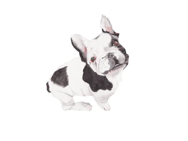 Bulldog Watercolor Pintura Isolada Cão Aquarela Pintado Mão Bonito Animal — Fotografia de Stock