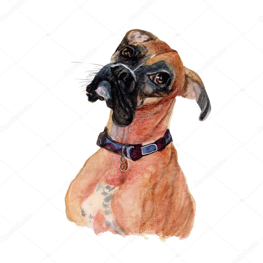 Boxer Dog Watercolor painting isolated. Watercolor hand painted cute animal illustrations.