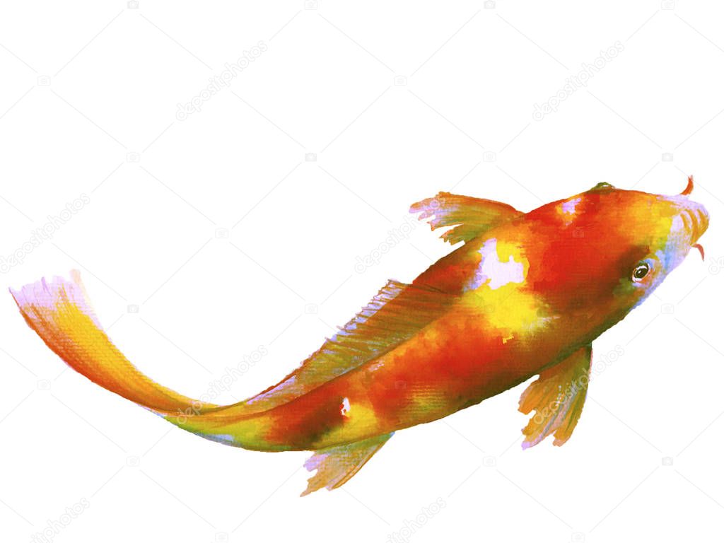 Koi Fish Carp Watercolor painting isolated. Watercolor hand painted cute animal illustrations.