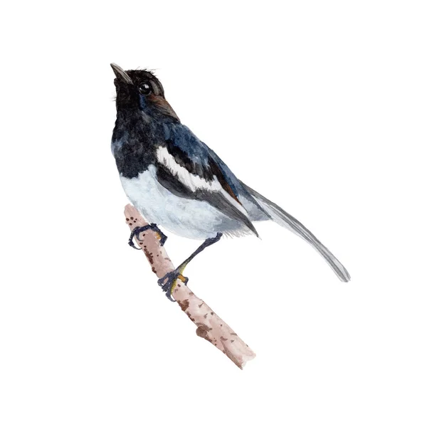 Bird Hand drawn sketch and watercolor illustrations. Watercolor painting Cute Bird. Animal Illustration isolated on white background.