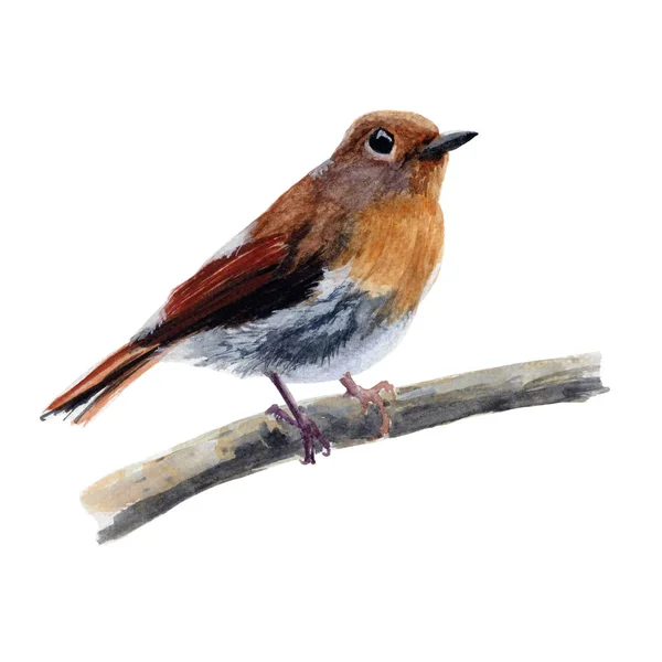 Bird Desenho Desenhado Mão Ilustrações Aquarela Pintura Aquarela Pássaro Bonito — Fotografia de Stock