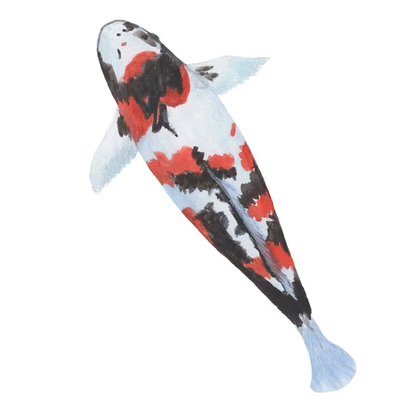 Koi Crap Fish Dibujo Dibujado Mano Ilustraciones Acuarela Pintura Acuarela — Foto de Stock