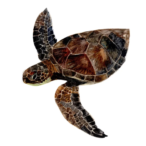 Schildkröte Handgezeichnete Skizze Und Aquarell Illustrationen Aquarell Malerei Niedliche Schildkröte — Stockfoto