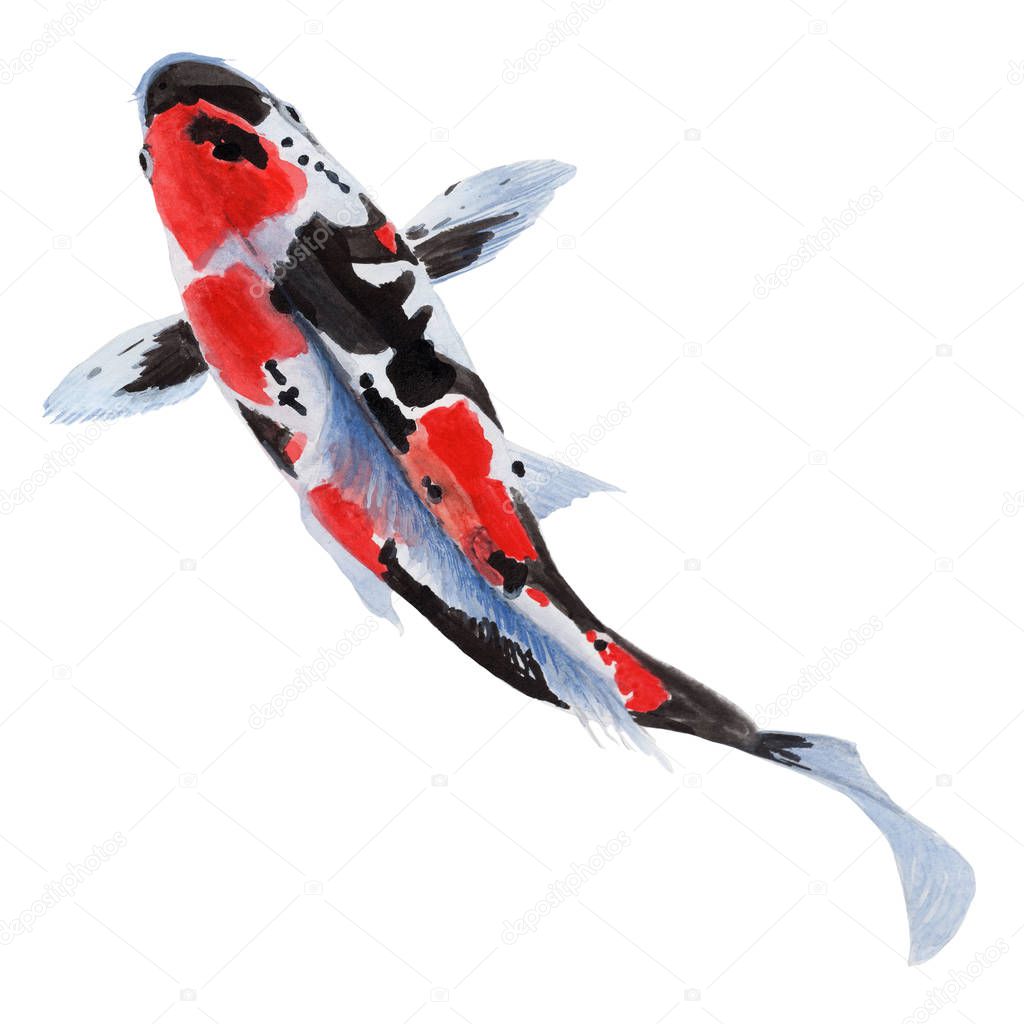 Koi Crap Fish Hand drawn sketch and watercolor illustrations. Watercolor painting Cute Koi Crap Fish. Animal Illustration isolated on white background.