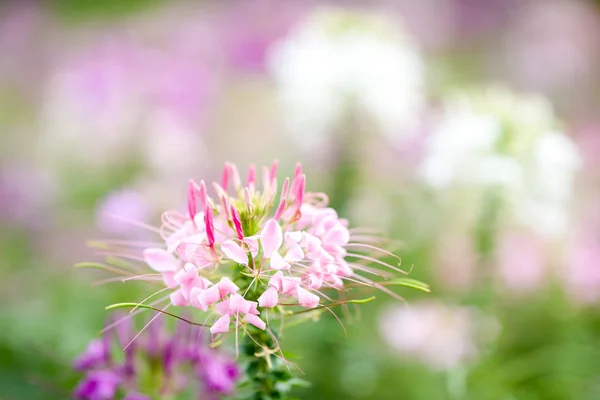 Fleur rose dans le jardin avec flou — Photo