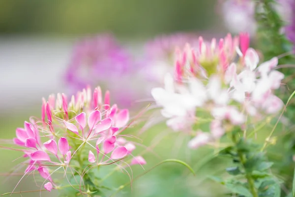 Pink flower in garden with blur — Stock Photo, Image